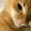 GATITOS 🐱❤️🥰 14