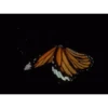 MARIPOSAS ANIMADAS 27