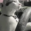 Funny Cats meme🐱 13