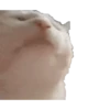 Meme Kucing Viral 🐱 19