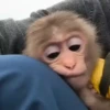 Monos 17