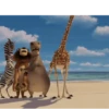 Madagascar GIFs 23