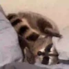 Guaxinim Fofo GIFs 🦝 8