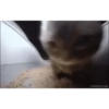 Chipichipichapachapa 5