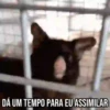 GIFs Pets Fofos Memes 2 🐾 26