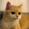 Gatitos lindos 3.0 - anubiss 24