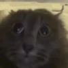 GIFs de Gatos Reações 2 🐱 7