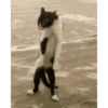 Gato bailando 5