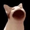 Animalitos de Tiktok 🤑😾 12