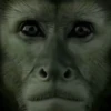Monos Videos 2 21