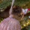 Pets no natal 8