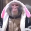एनिमेटेड नन्हे बंदर 🐵 13