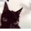 🙀GIF-s CAT-s-GATO-s😿 8