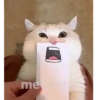 Gatinho 12