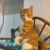 🐱 Gatitos 🐱💛 10