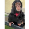 Monky amigos oficial 🐵 18