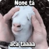 Funny Goat 🐐 6