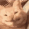GATITOS 🐱❤️🥰 20