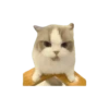 Cat Meme 2025 15