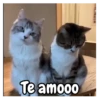 Te amooo