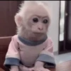 Monkey  20