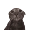 Cat Meme 2025 20