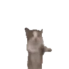 Meme Kucing Viral 🐱 21