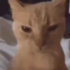 GATITOS 🐱❤️🥰 16