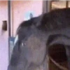 ShitGifs 10