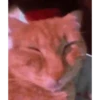 Cat Meme 2025 5