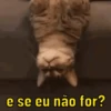 Reações de gatíneos 🐈🐈‍⬛ 13