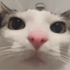 GIFs de Gatos Reações 2 🐱 5