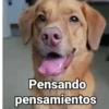 Perritos con Frases V.1🐶 14