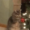 🎅🏻 VA LLEGANDO NAVIDAD 🎅🏻 15