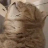 Mewing gato gatos 16