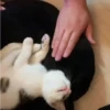 Gatos sin Sentido😺🖤 20