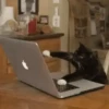 Funny Cats meme🐱 14