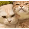 Gatos FoFoS 14