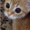 Gatos sin Sentido😺🖤 11
