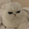 Reactions de gatin 8