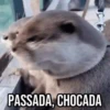 GIFs Pets Fofos Memes 2 🐾 12