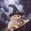 🐱 Cheeseball | The Wizard Cat 26