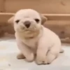 Pibble bailando  14