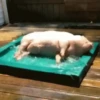 GIFs Bixins com Calor 2 🥵 7