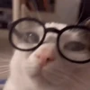 Gatos malucos 😂🐈 10