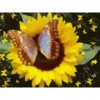 MARIPOSAS ANIMADAS 10