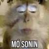 GIFs Pets Fofos Memes 🐾 17