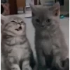 Gatos sin Sentido😺🖤 12