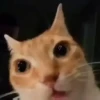 GATITOS 🐱❤️🥰 11
