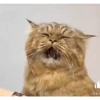 Gatos FoFoS 13